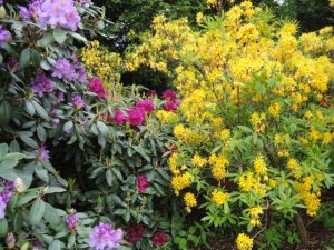 Azaleas and rhododendrons in the Kurpark, Bad Homburg.